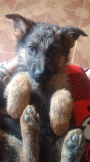 Cachorros de pastor alemán Foto