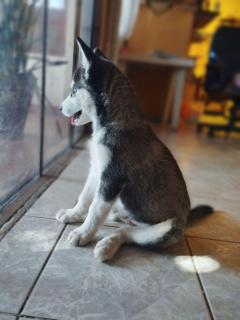 Husky siberiano Foto