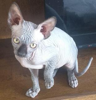 vendo hermosa gatita esfinge egipcia Foto