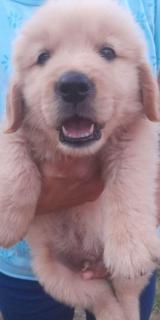 GOLDEN RETRIEVER Foto