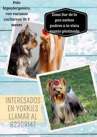 yorkies en la paz Foto