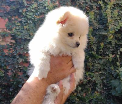 CACHORROS POMERANIA Foto