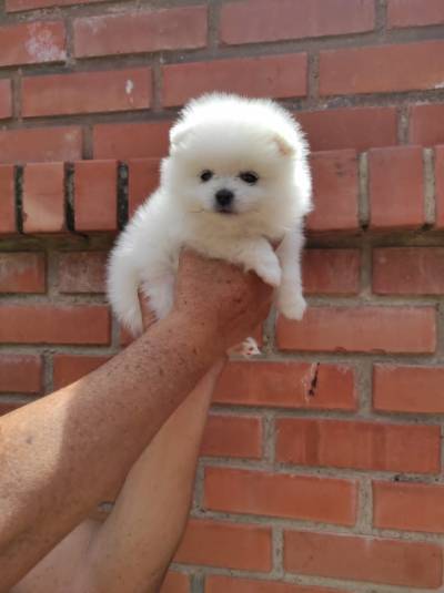 CACHORROS POMERANIA Foto
