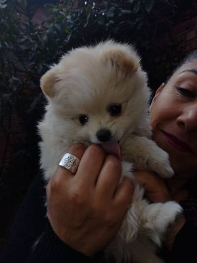 CACHORRO POMERANIA MACHO COLOR CREMA Foto