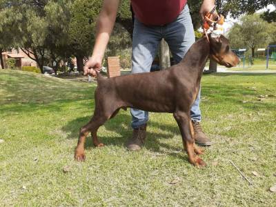 CACHORROS DOBERMAN Foto