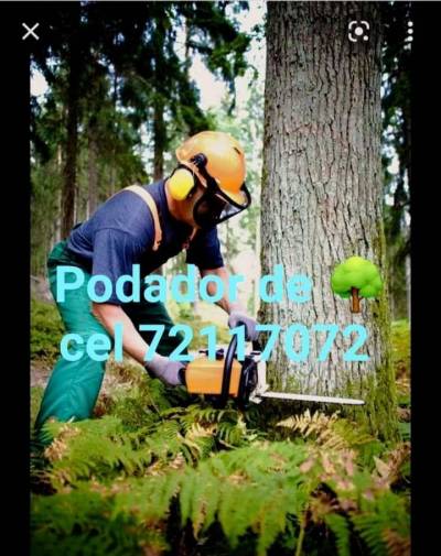 MOTOSIERRISTA  EXPERTO EN PODA Foto