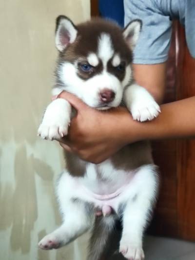 lobo husky siberiano Foto