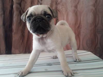 PUG CARLINOS APRICOT Foto