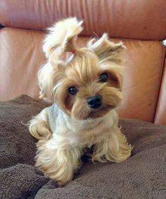 en venta yorkies macho y hembra talla 0 Foto