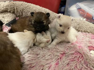 Pomeranian de raza con pedigrí Foto