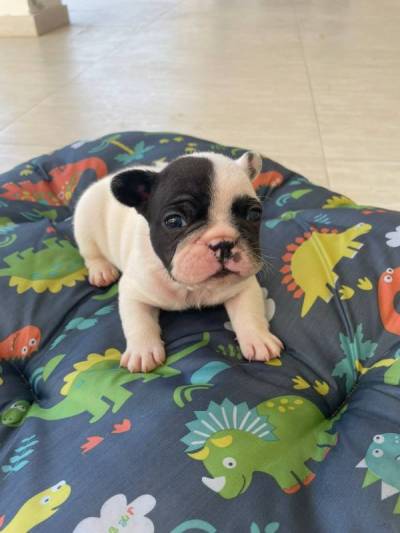 bulldog frances con pedigre Foto