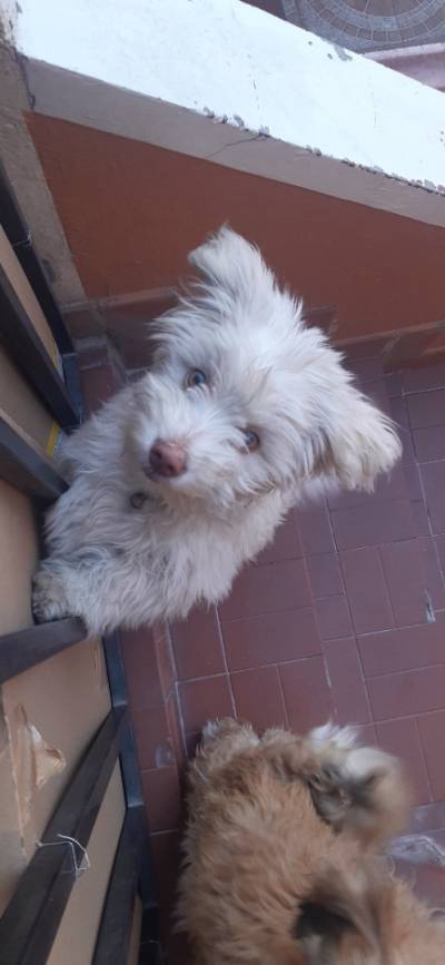 Se vende perritos peluditos el par 500bs Foto