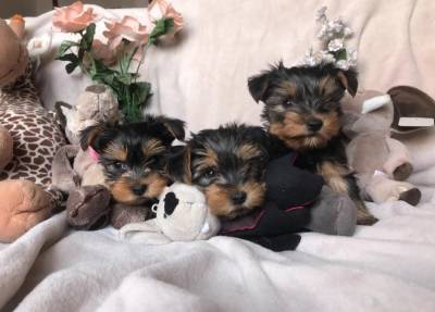 HERMOSOS YORKSHIRE TERRIER Foto
