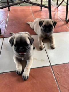 pug carlino Foto