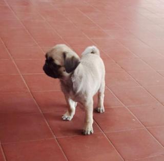 Pug carlino Foto