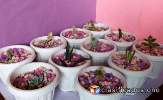 Suculentas En Cajita de Regalos Foto