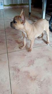 Bulldog Frances Foto
