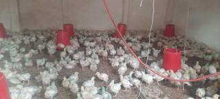 pollos doble pechugas cobb 500 Foto